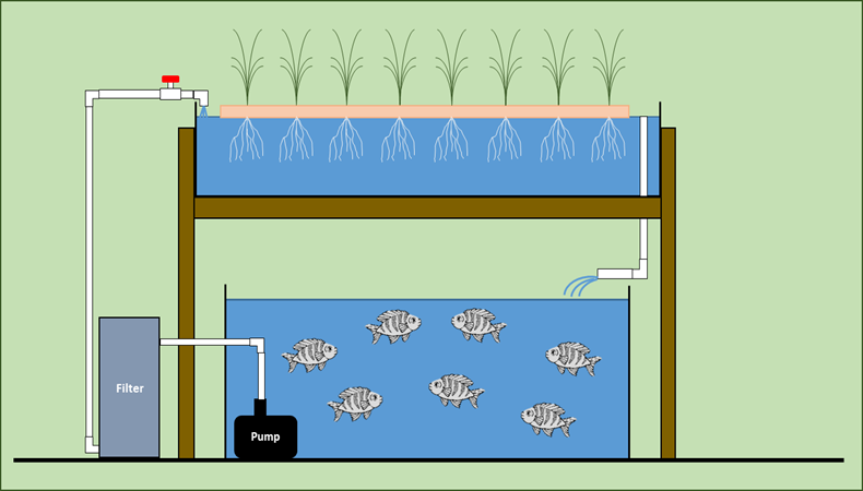 A diagram of a Deep water culture aquaponics system
